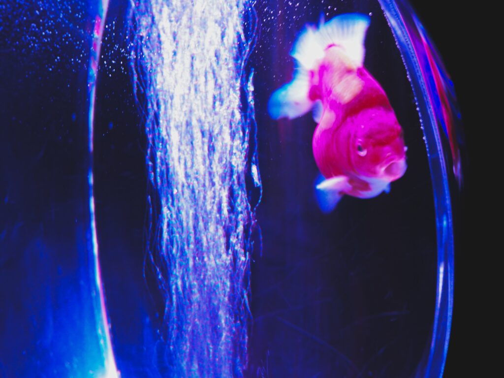Photo by Ryutaro Tsukata: https://www.pexels.com/photo/adorable-goldfish-swimming-in-aquarium-water-with-glowing-blue-light-5746276/