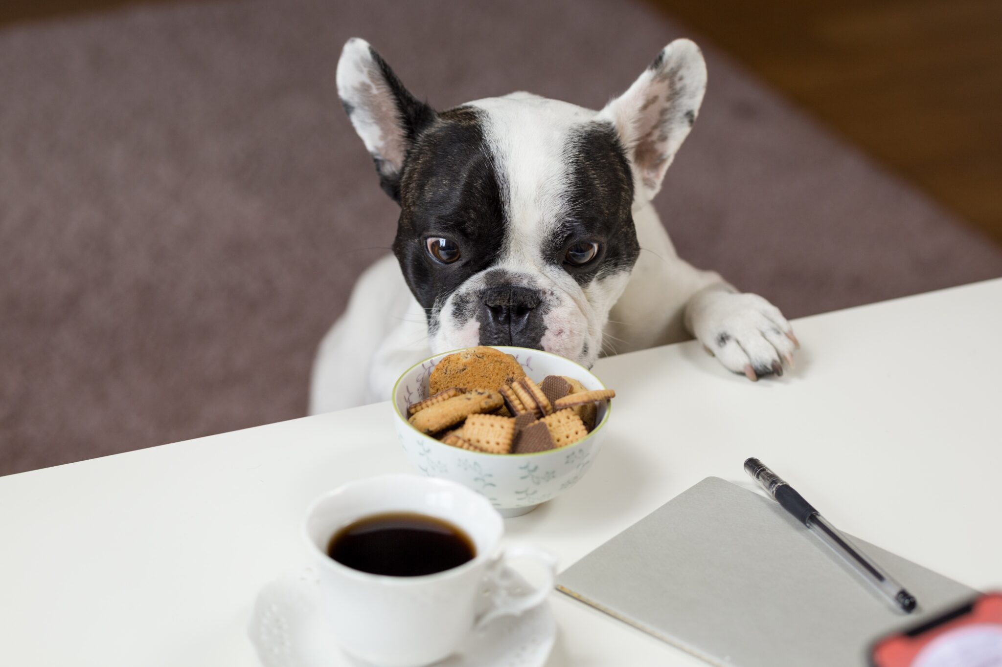 can-dogs-eat-corn-chips-how-much-is-too-much-pet-things-drill