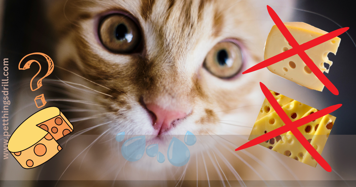 Can cats eat cheese and other dairy products? the answer may shock you