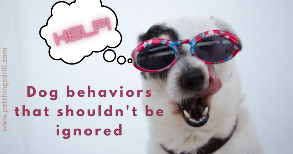 Dog behaviors that shouldn't be ignored