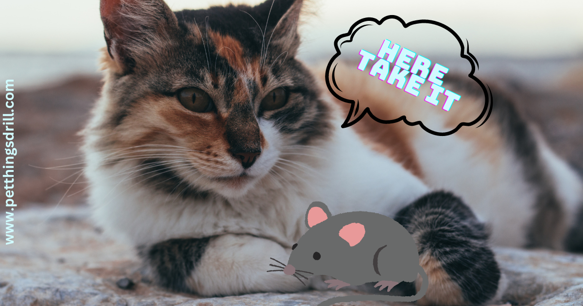 Why do cats bring dead prey to their humans? Pet Things Drill