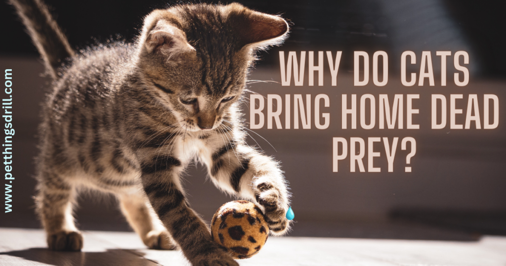 Why do cats bring dead prey