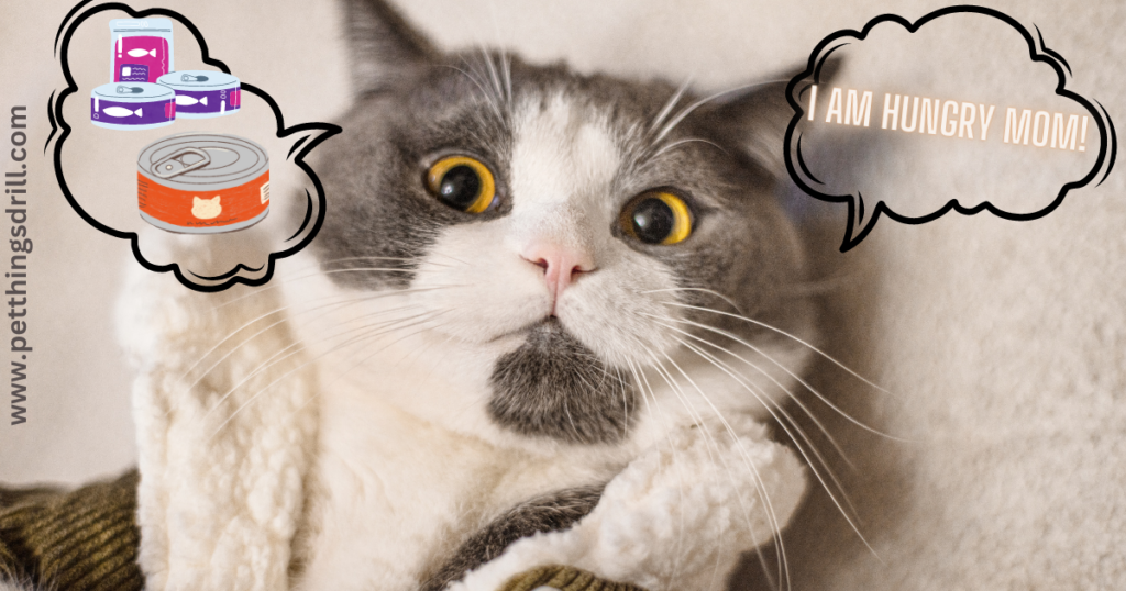 reasons your cat is meowing a lot suddenly