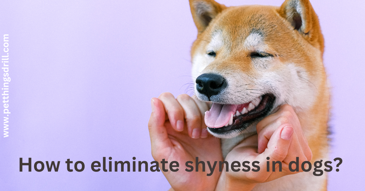 how to eliminate shyness in dogs?