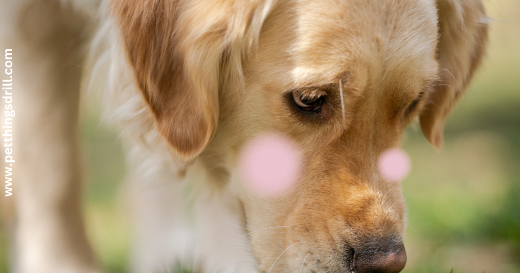 how to eliminate shyness in dogs?