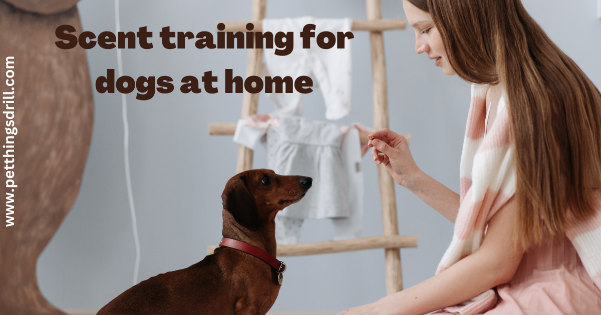 scent training for dogs at home