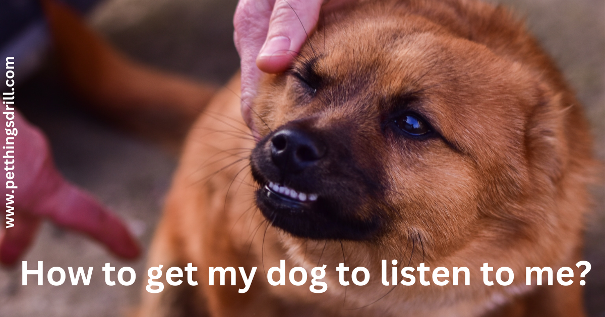 How to get my dog to listen to me