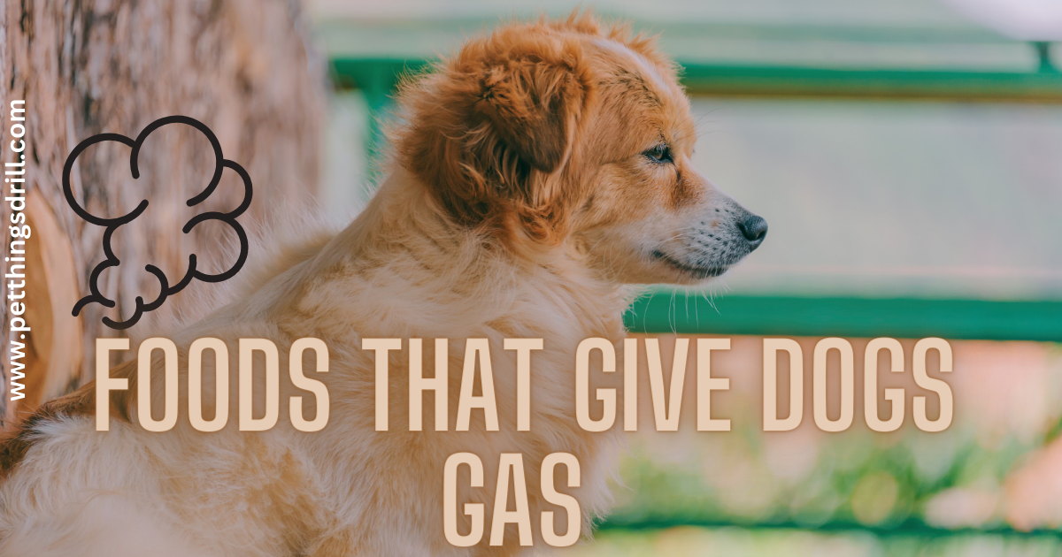 foods that give dogs gas