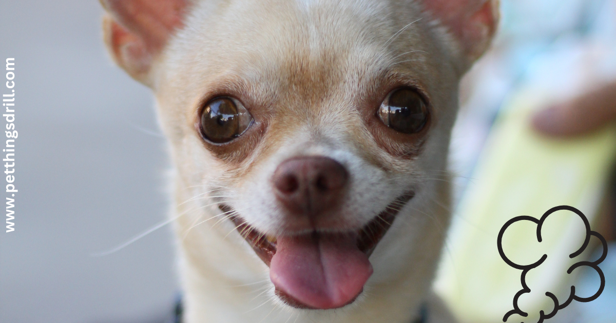 What are the foods that give dogs gas? Pet Things Drill