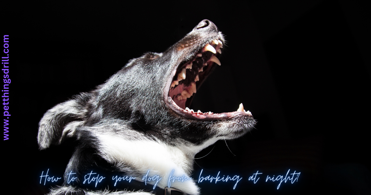 How to stop your dog from barking at night?