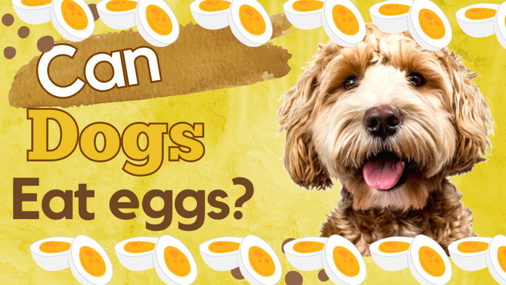 Are Eggs good for dogs