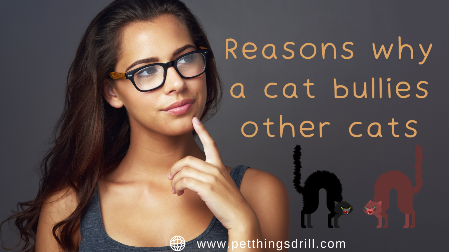 How to stop my cat from bullying other cats Pet Things Drill