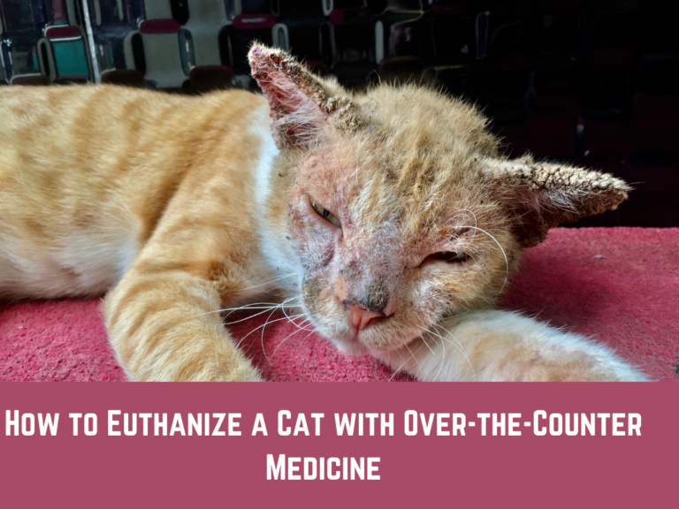 How to Euthanize a Cat with OvertheCounter Medicine Pet Things Drill