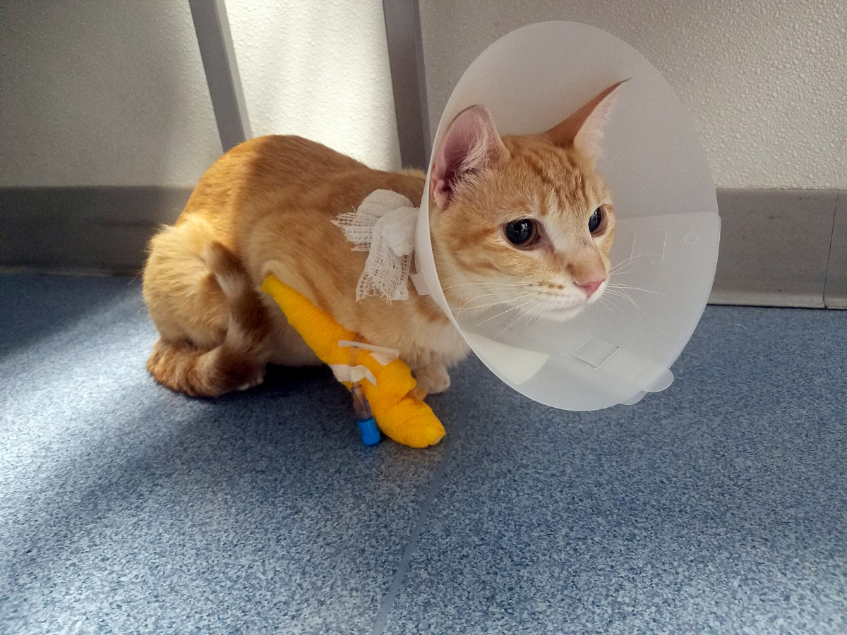 How to Euthanize a Cat with OvertheCounter Medicine Pet Things Drill