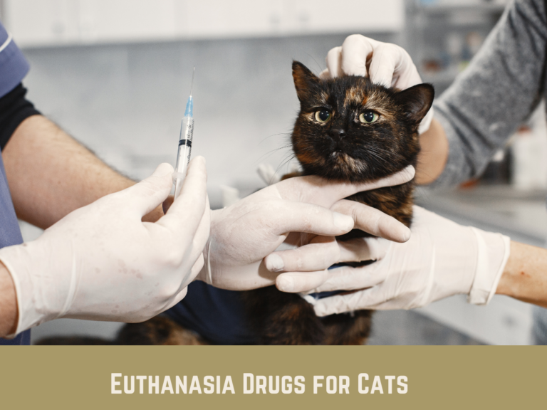 How to Euthanize a Cat with Over-the-Counter Medicine - Pet Things Drill