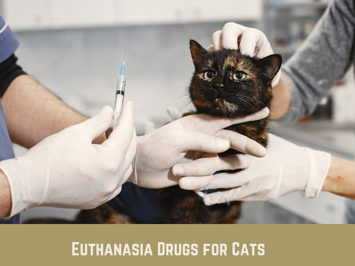 How to Euthanize a Cat with OvertheCounter Medicine Pet Things Drill