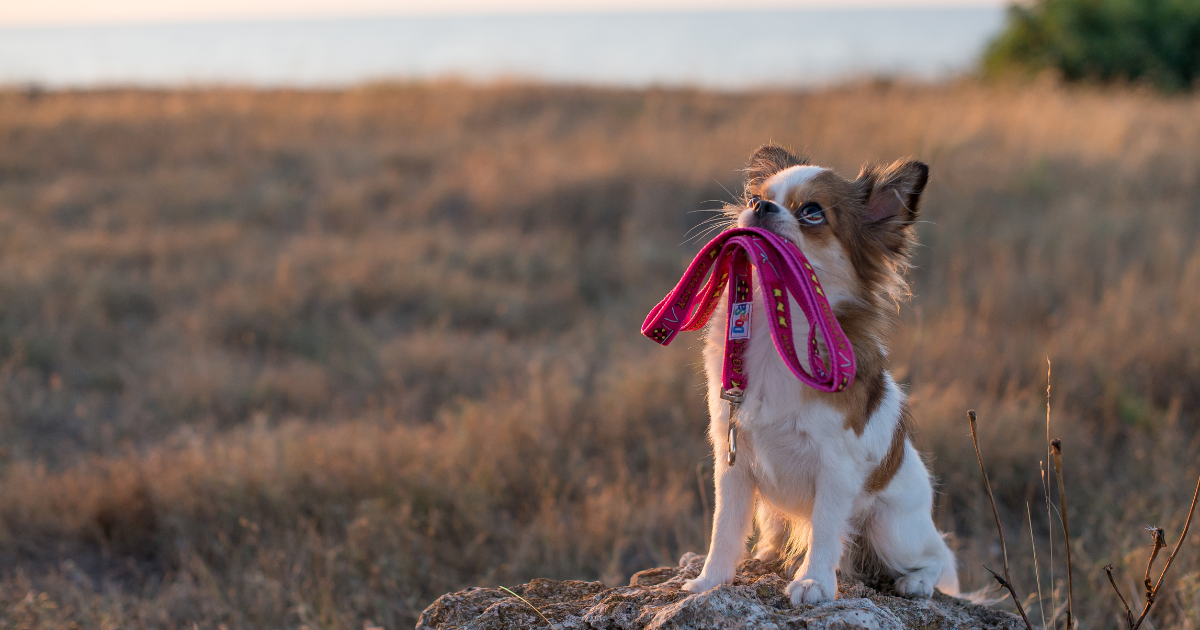 How to stop a dog from pulling on leash? Pet Things Drill