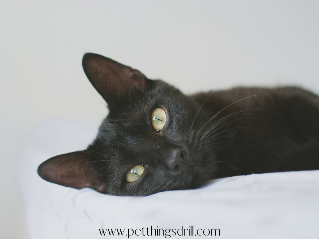 How to stop my cat from bullying other cats Pet Things Drill