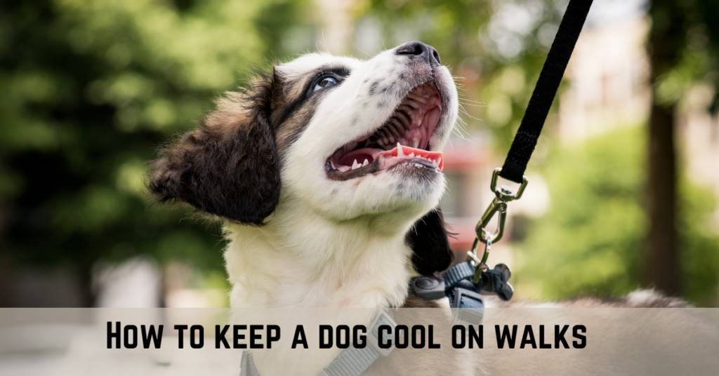How to keep a dog cool on walks