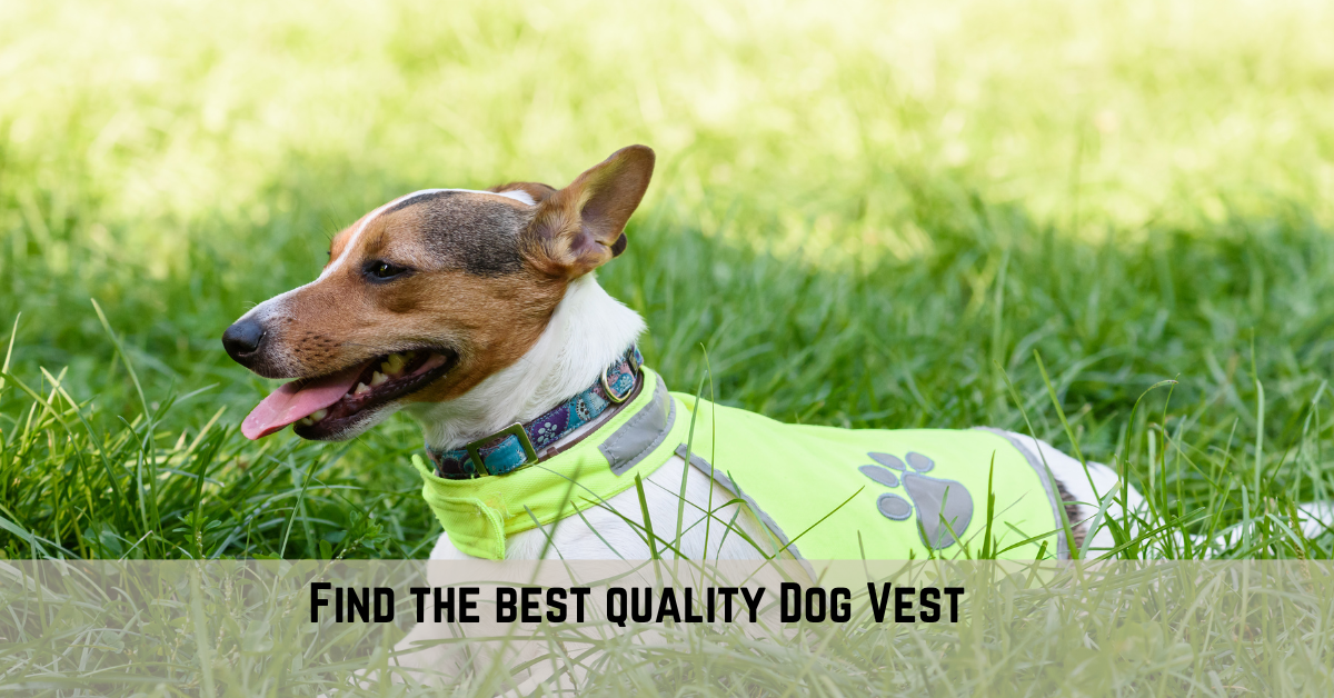 How to keep a dog cool on walks Pet Things Drill