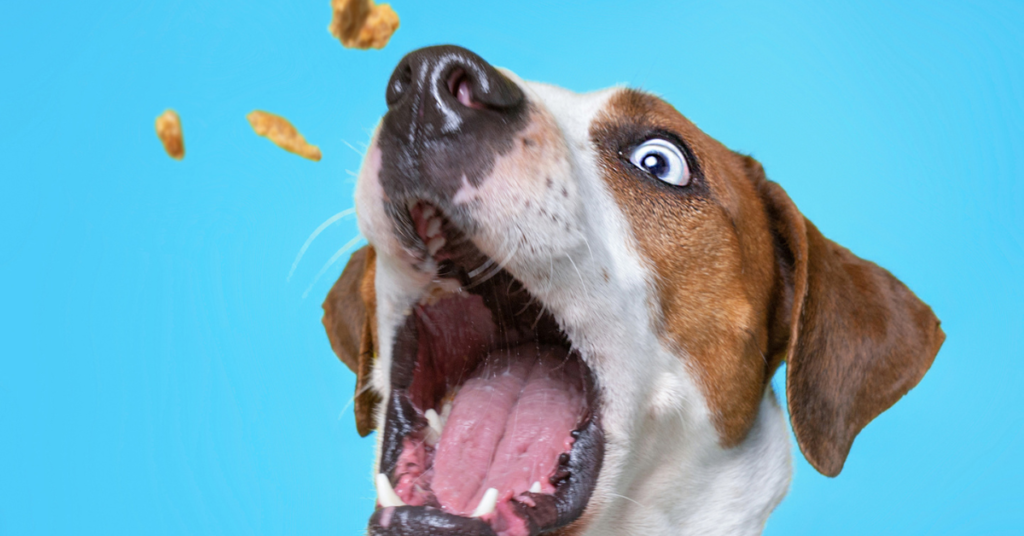 6 irresistible Vet dog treats Pet Things Drill