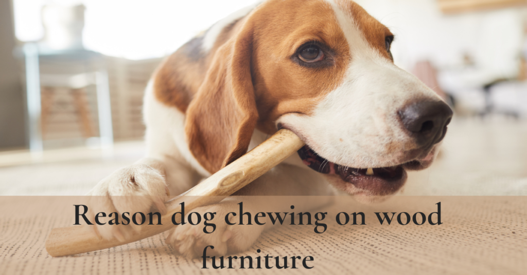 dog chewing on wood furniture