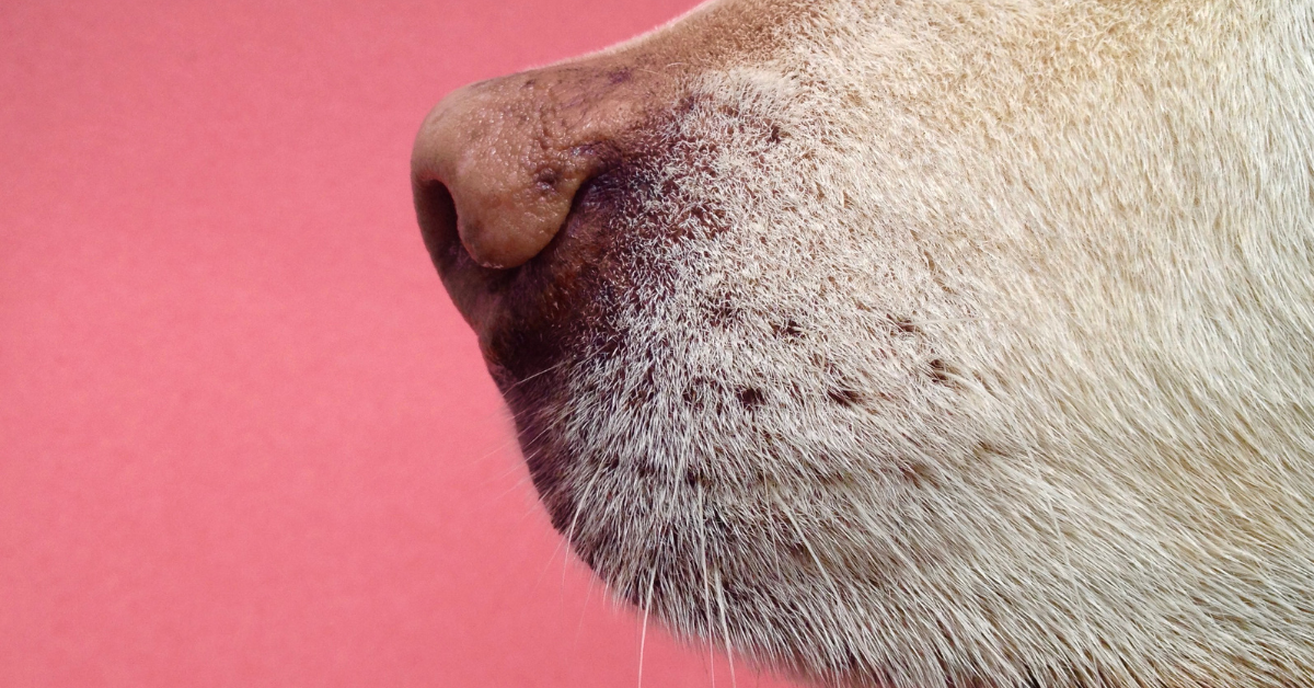 pink nose in dogs