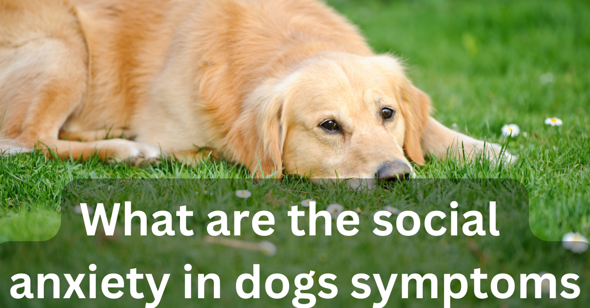 An ultimate guide to social anxiety in dogs Pet Things Drill