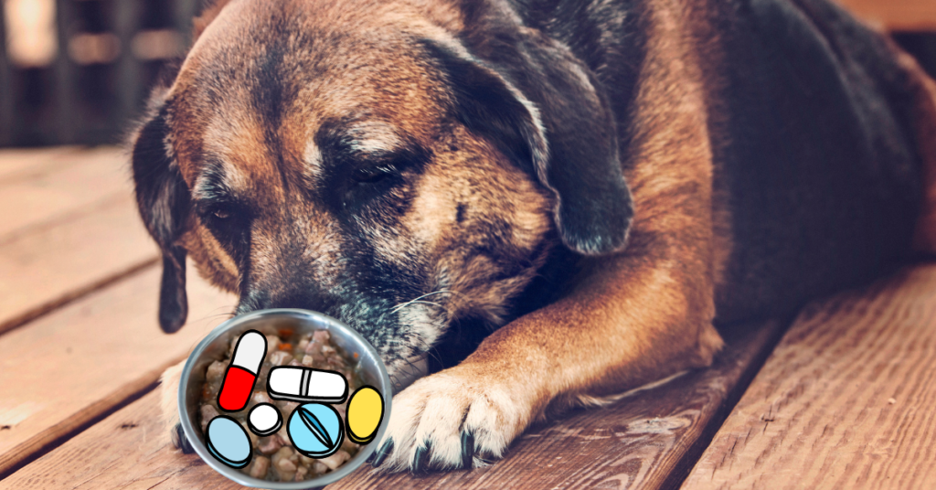Foolproof Ways to Give Dog Pills