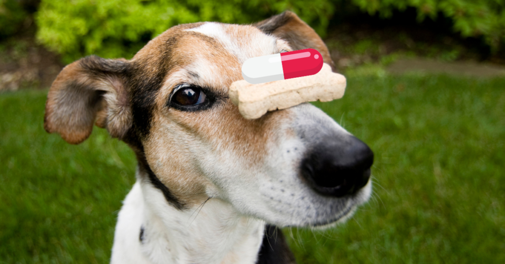 Foolproof Ways to Give Dog Pills
