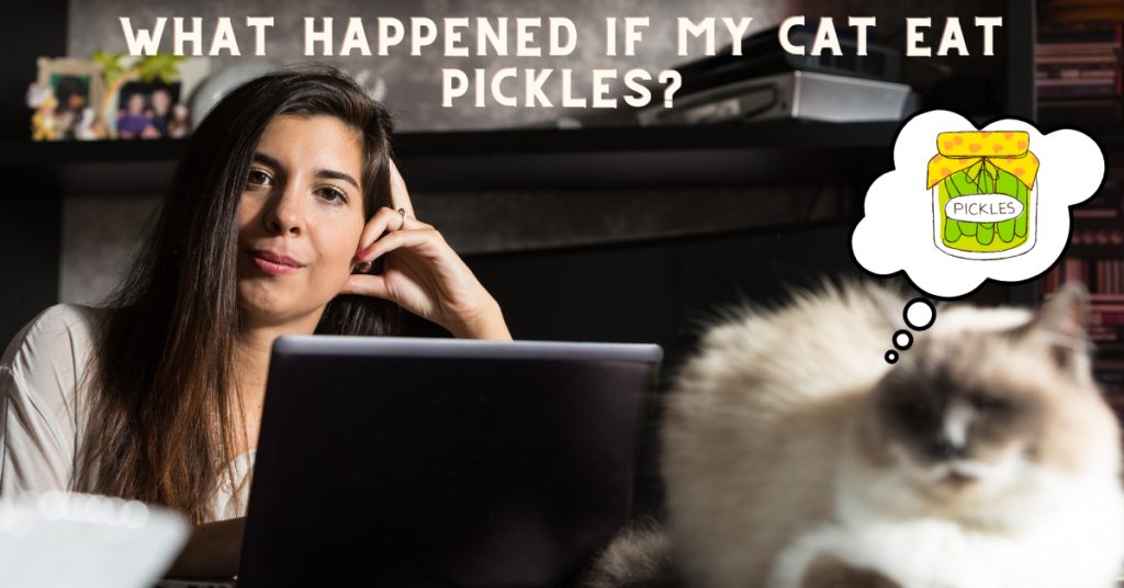 Can Cats Eat Pickles?