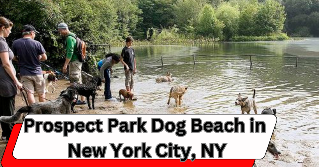 Best dog swimming places near me usa
