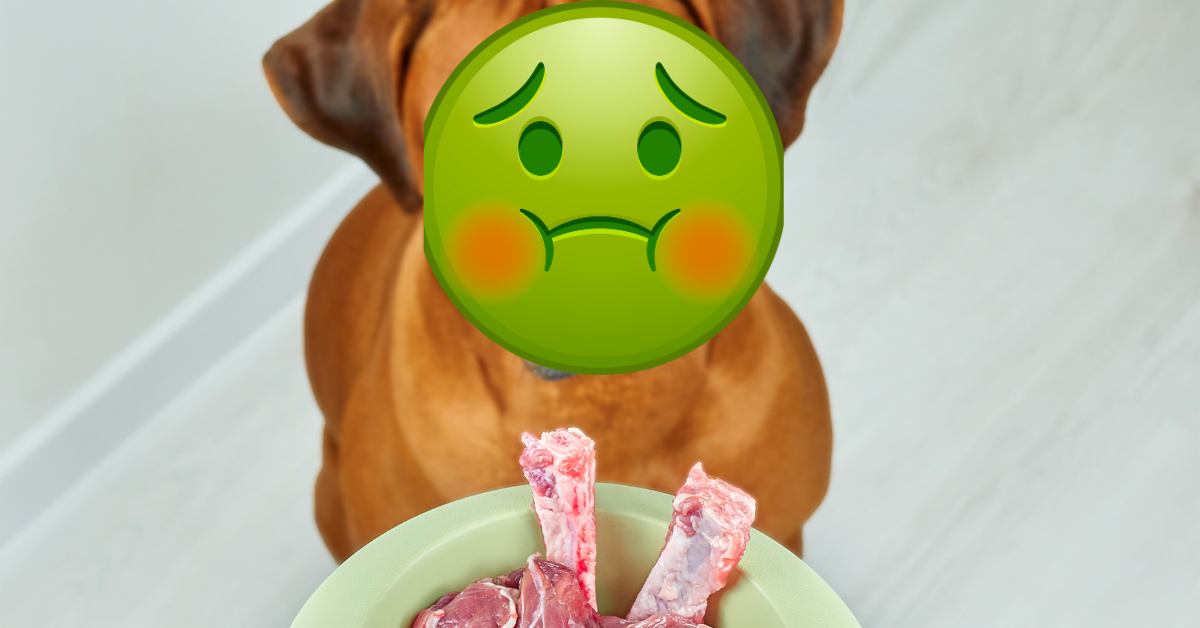 Why My Dog Vomits After Eating? Pet Things Drill