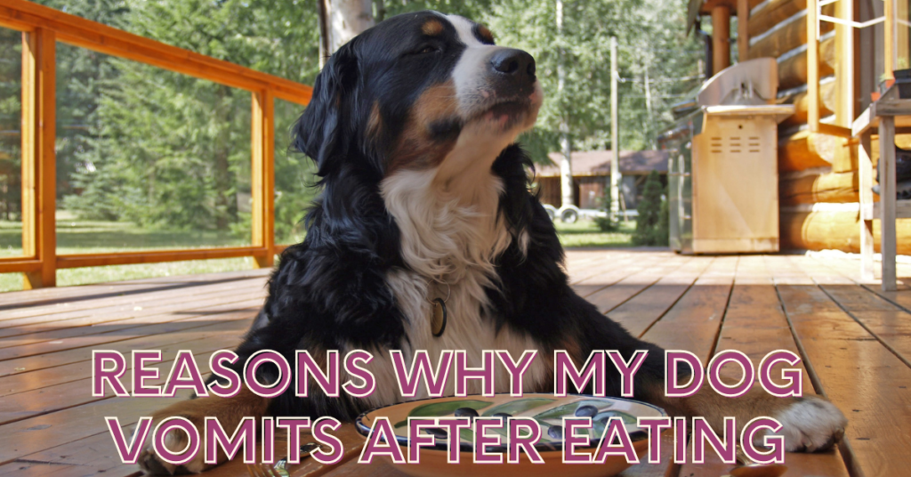 Why My Dog Vomits After Eating?