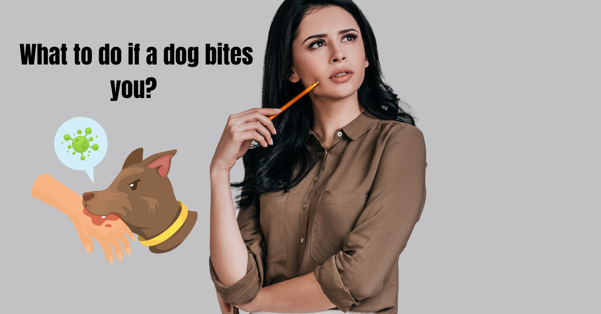 What to do if a dog bites you? Pet Things Drill