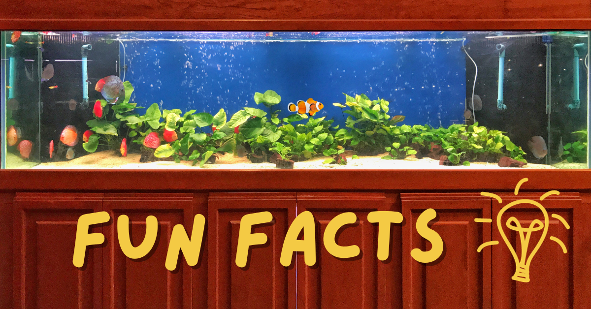 Why are Fish Good Pets? Pet Things Drill