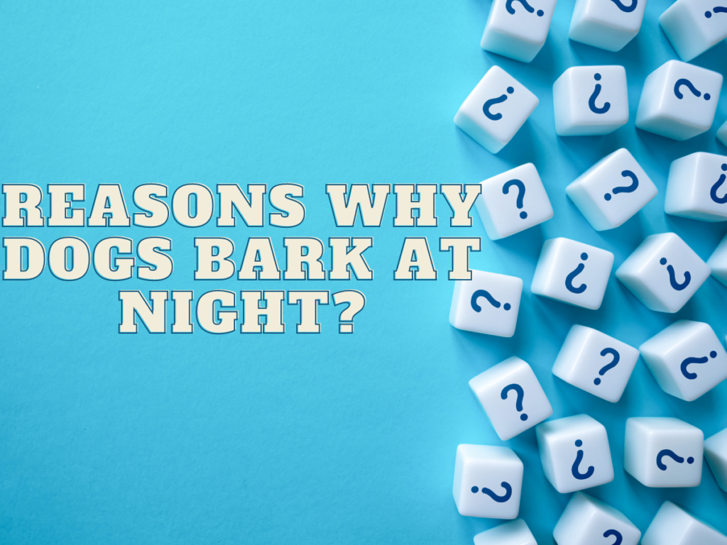 How to stop your dogs from barking at night?