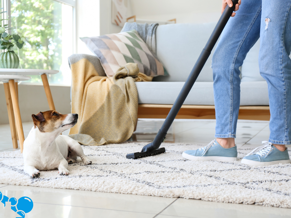 budget-conscious cleaning tips for dog owners
