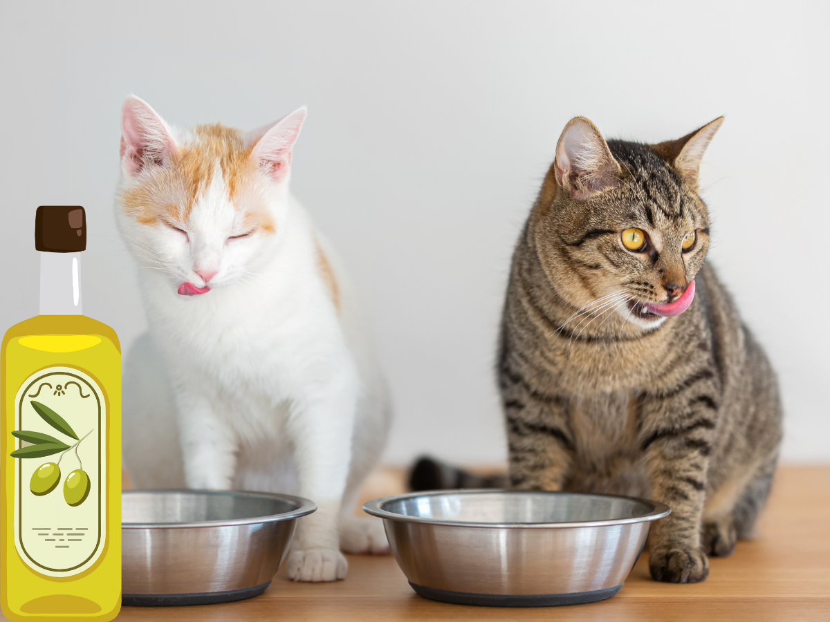 can cats have olive oil?