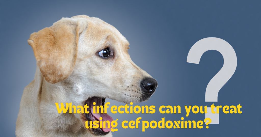 what is cefpodoxime for dogs