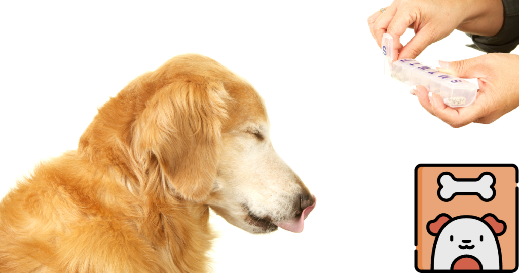 what is cefpodoxime for dogs