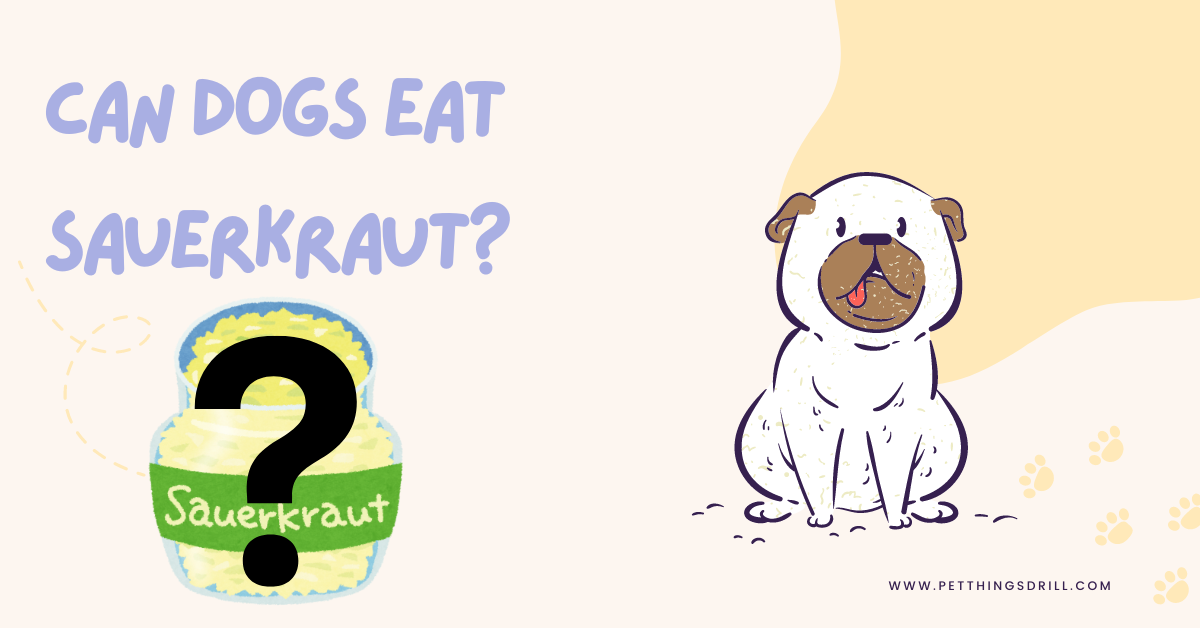 can dogs eat sauerkraut?