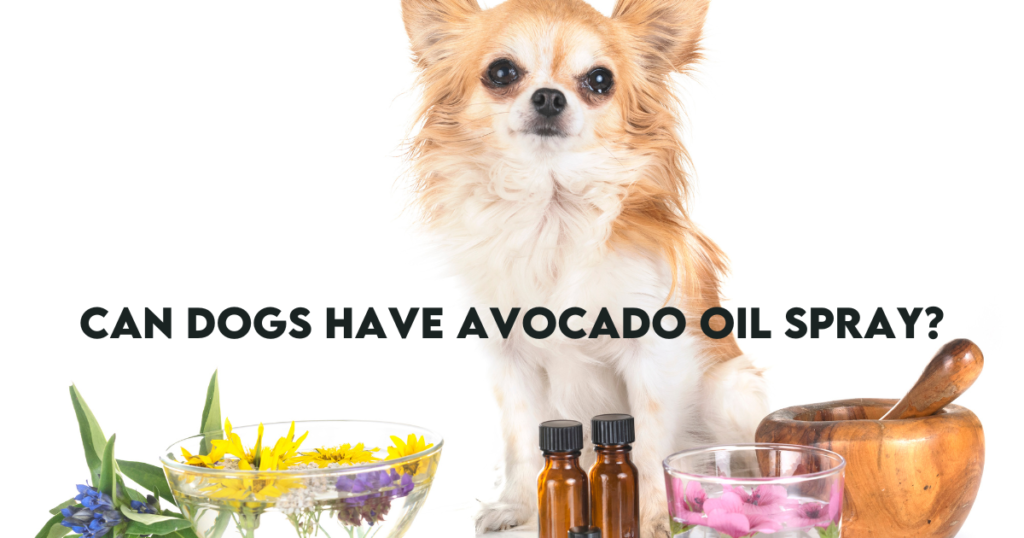 Can dogs have avocado oil?