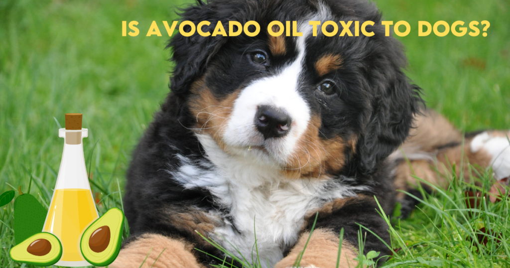 Can dogs have avocado oil?