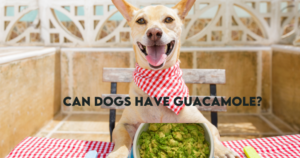 Can dogs have avocado oil?