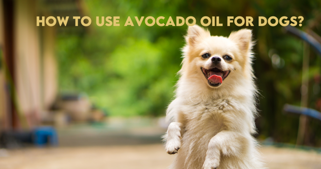 Can dogs have avocado oil?