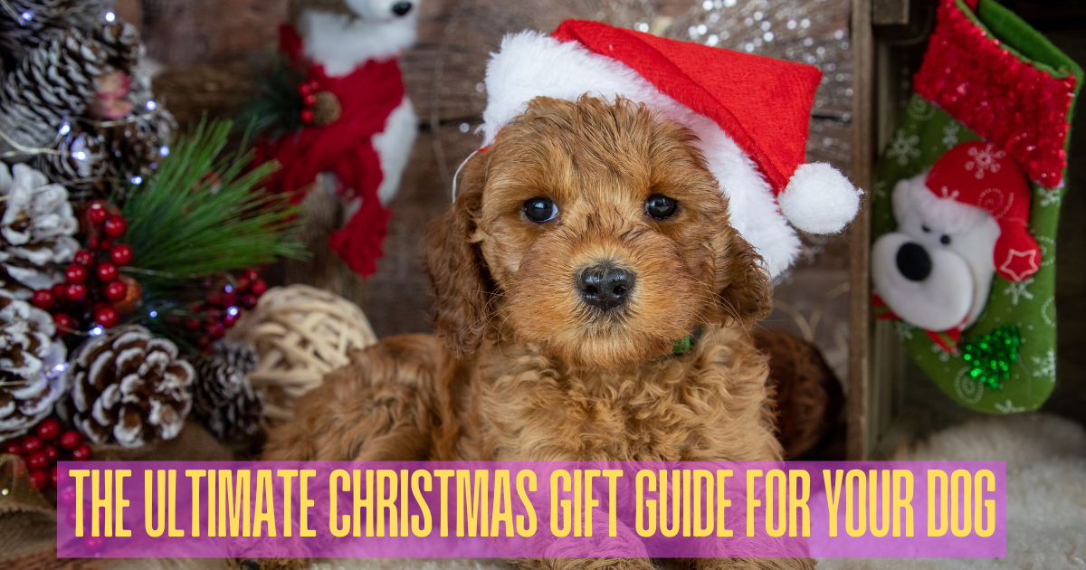 best gifts for dogs for christmas