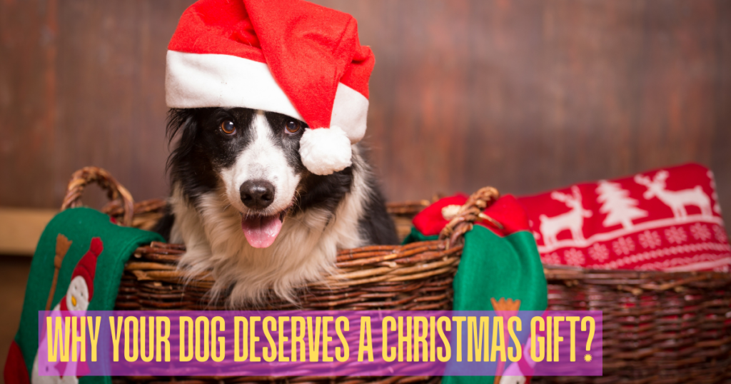 best gifts for dogs for christmas