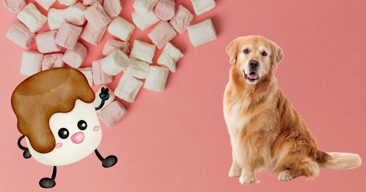 can dogs have marshmallows?