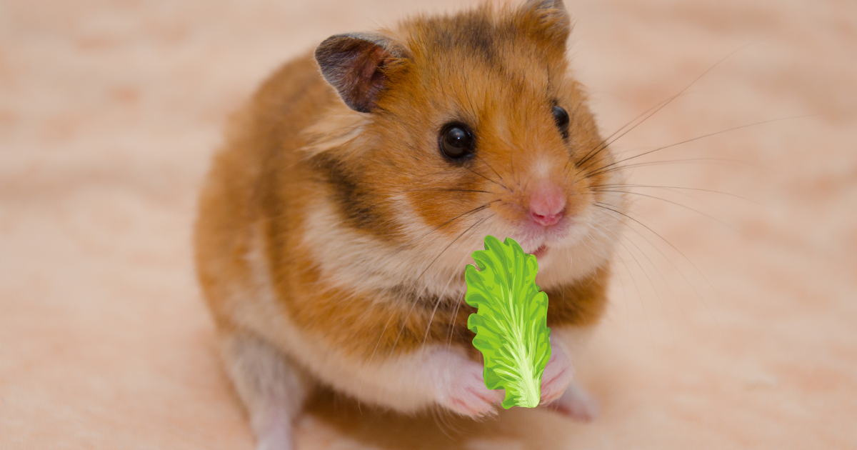 Can a Hamster Eat Lettuce?